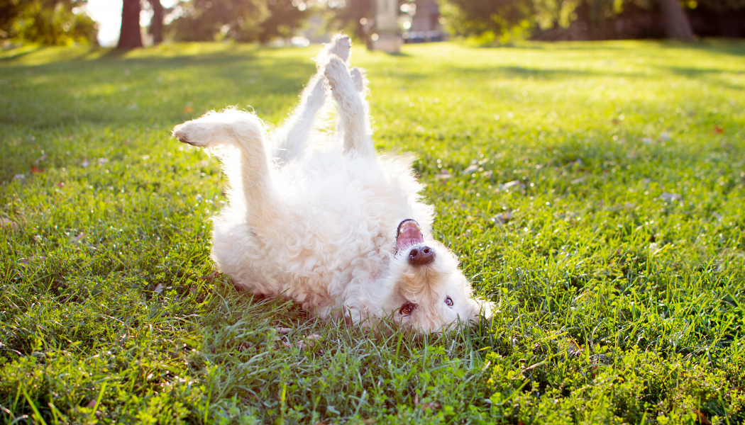 Black and Yellow Police Business Card (17)