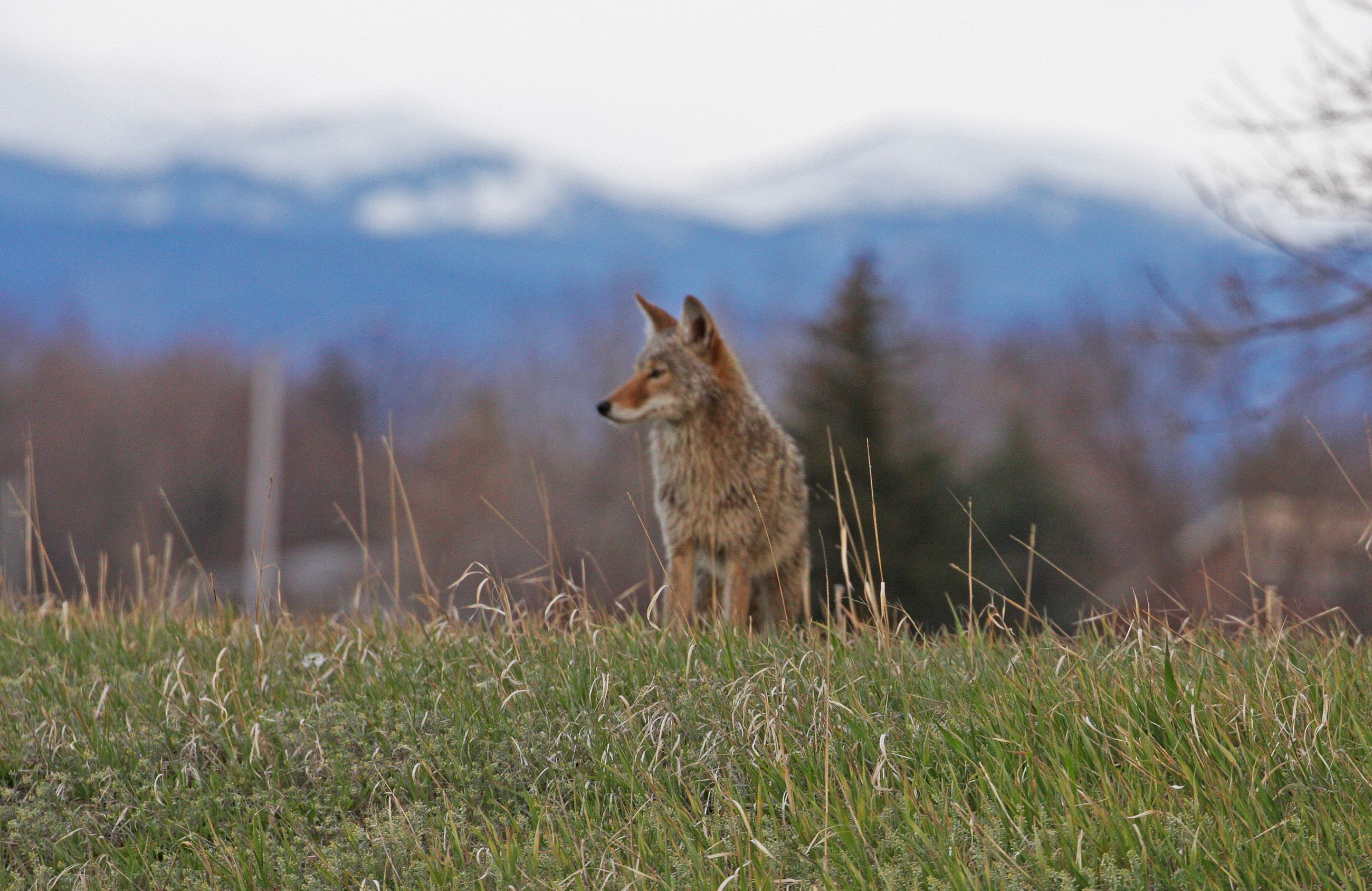 A Coyote in The Field 