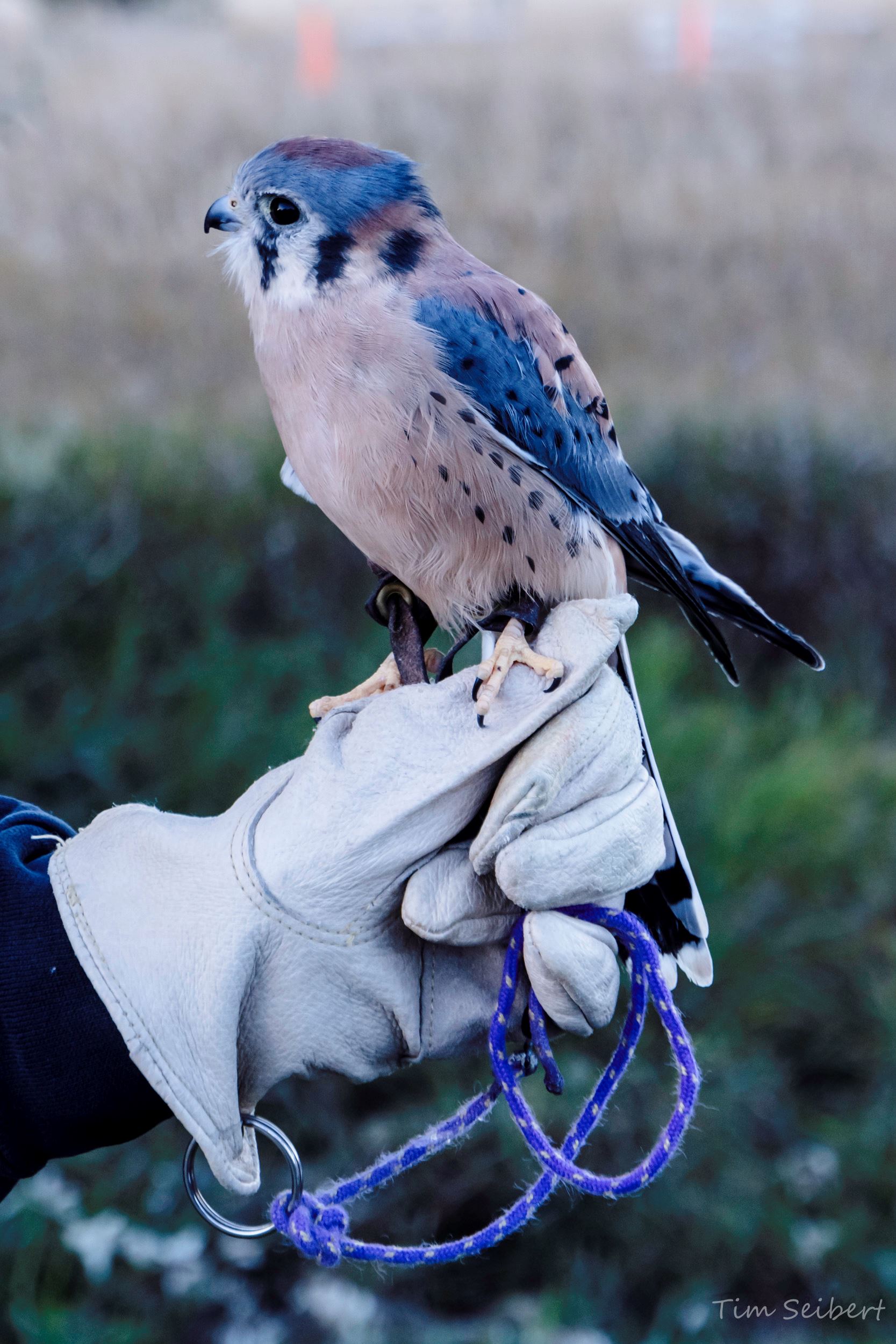 Kestrel at 2023 Migratory Bird Day