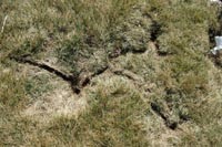 An example of vole runways