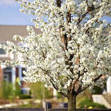 American Plum tree with white flowers