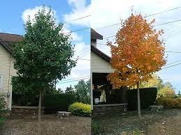 Two examples of the bigtooth maple tree. One with fall colors and one without.