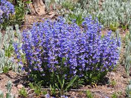 Blue Mist Penstemon shrub with violet flowers.