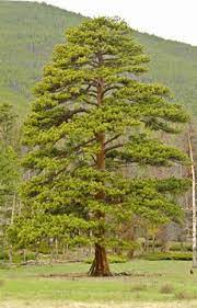 A single ponderosa pine.