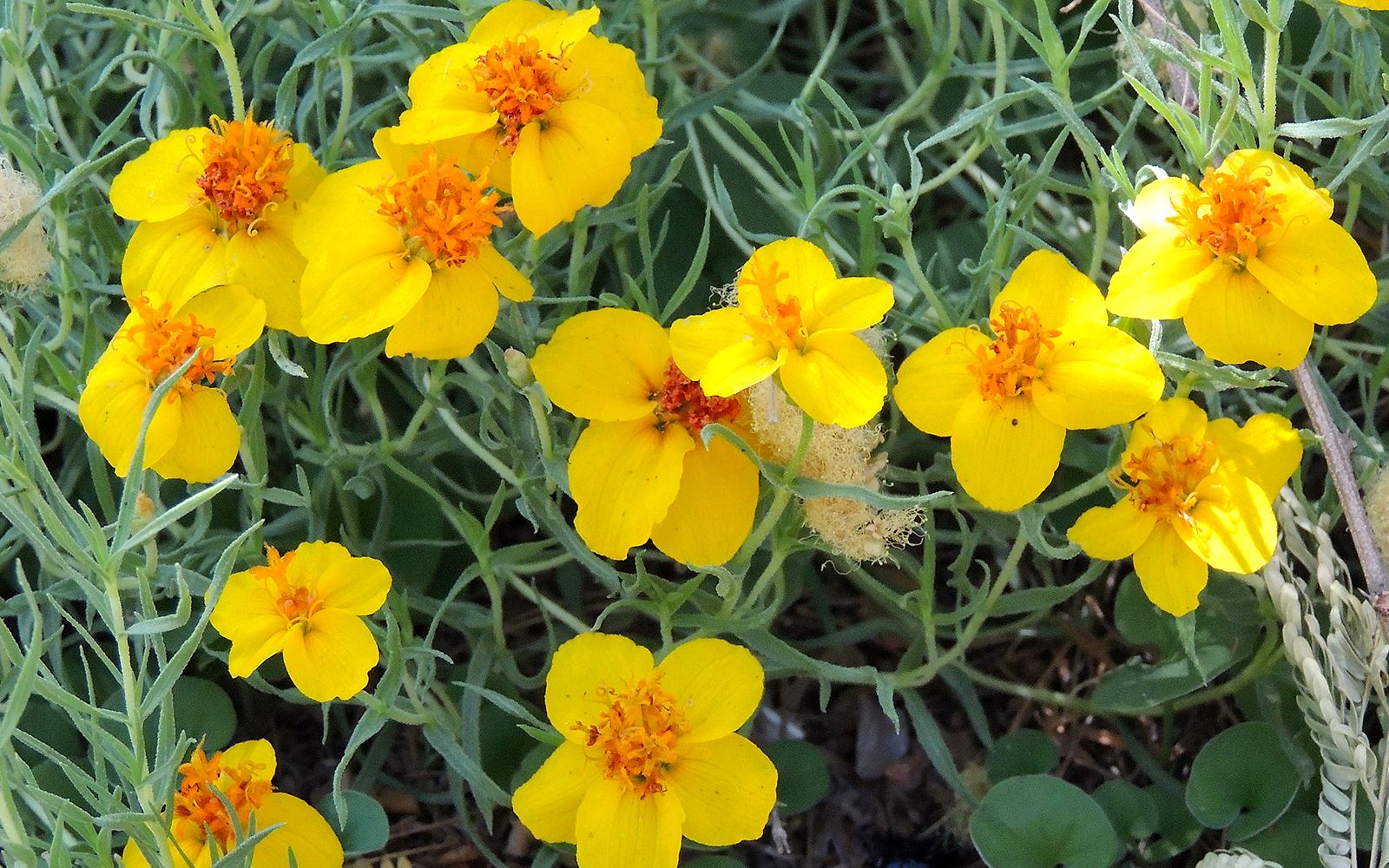 Yellow and orange prairie zinnia flowers.