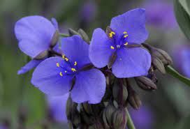 Violet western spiderwort flowers.